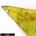 SpeciesSub: subsp. exasperatum